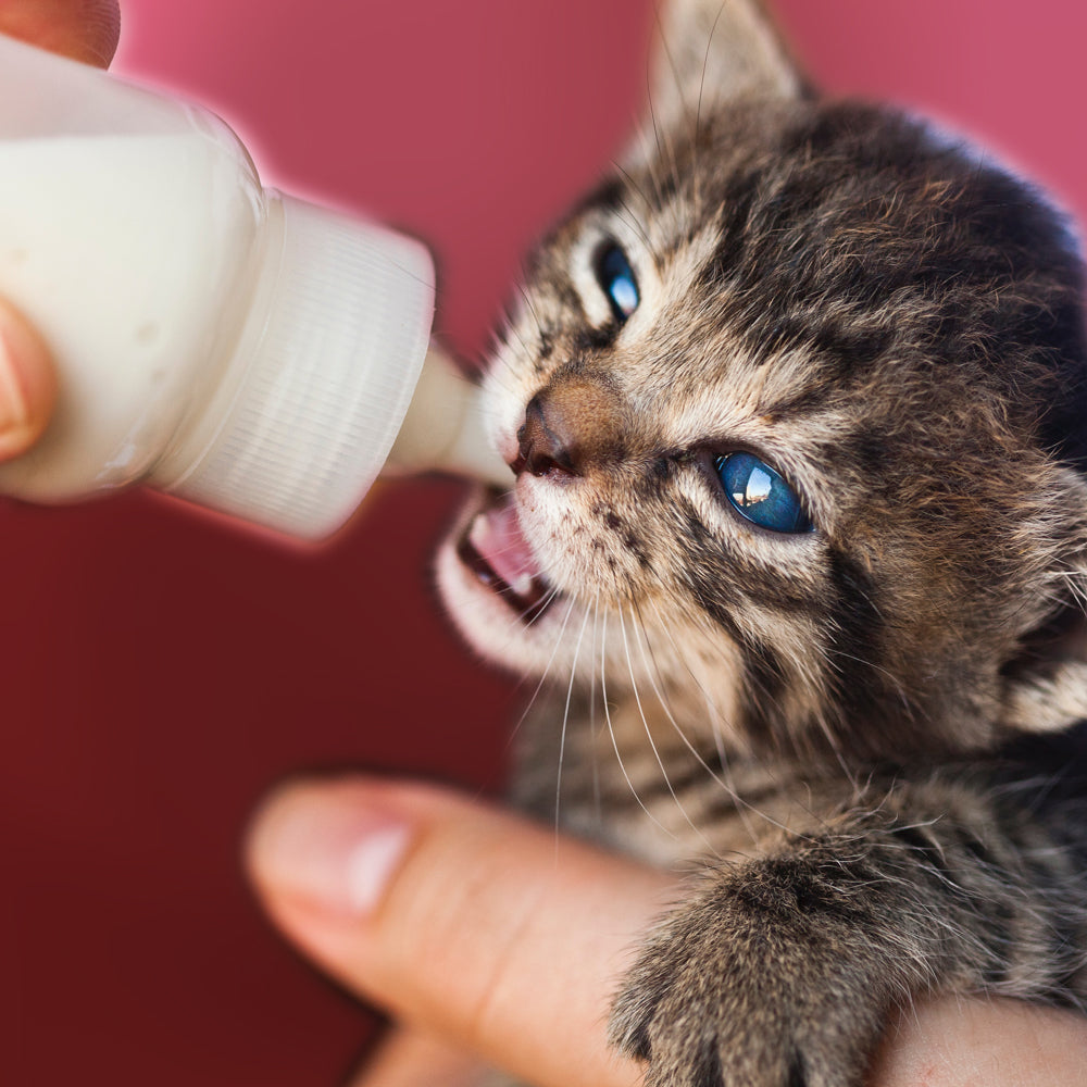 Tiny Adorable Kitten